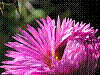 flora363.jpg