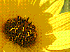 flora364.jpg
