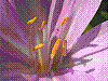 flora365.jpg