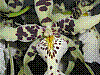 flora366.jpg