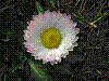 flora367.jpg
