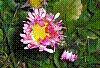 flora368.jpg
