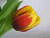 flora369.jpg