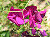 flora37.jpg