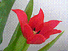flora370.jpg