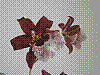flora371.jpg
