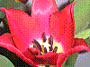 flora372.jpg
