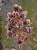 flora373.jpg