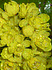 flora374.jpg