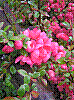 flora375.jpg