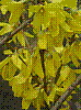 flora376.jpg