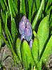 flora377.jpg