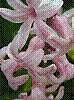 flora378.jpg