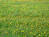 flora379.jpg