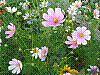 flora38.jpg