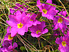 flora380.jpg
