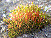 flora381.jpg