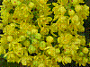 flora383.jpg