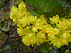 flora384.jpg