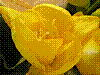 flora385.jpg