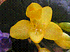 flora386.jpg