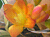 flora387.jpg
