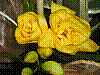 flora388.jpg