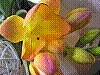 flora389.jpg