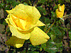 flora39.jpg