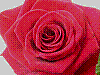 flora390.jpg