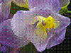 flora391.jpg