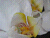 flora392.jpg