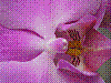 flora393.jpg
