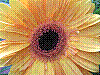 flora394.jpg