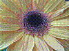 flora395.jpg
