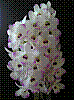flora396.jpg