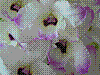 flora397.jpg