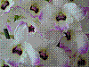 flora398.jpg
