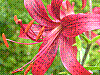 flora399.jpg