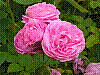 flora4.jpg
