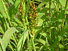 flora40.jpg