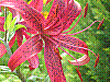 flora400.jpg
