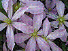 flora401.jpg