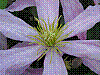 flora402.jpg