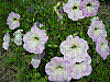 flora41.jpg