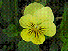 flora42.jpg