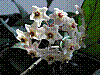 flora43.jpg