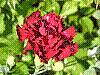 flora45.jpg