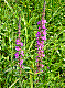 flora46.jpg