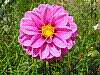 flora47.jpg